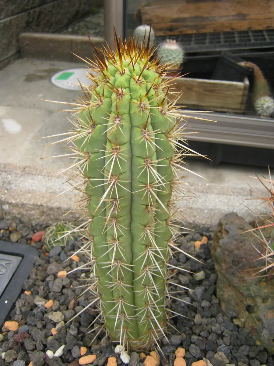 超特大極太　　耐寒サボテン　切り枝 超特大極太 耐寒サボテン 切り枝 超特大極太 耐寒サボテン 切り枝 超特大