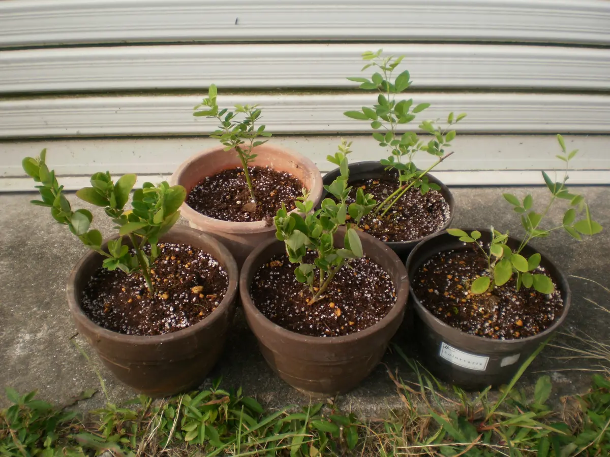 5号鉢に植え替えました「ハギを増やす」-そだレポ｜みんなの趣味の園芸