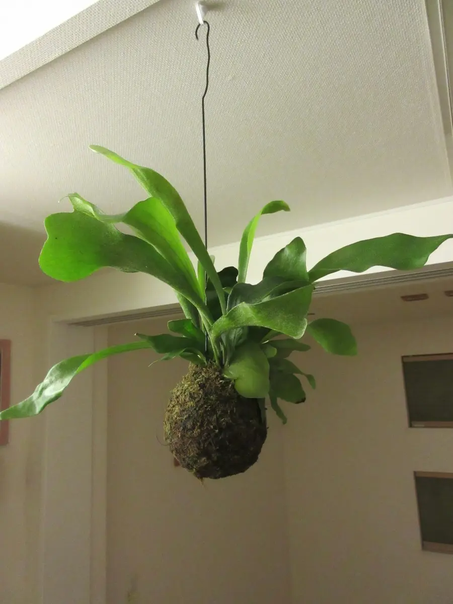 ビカクシダの成長｜そだレポ（栽培レポート）bygreenball｜みんなの