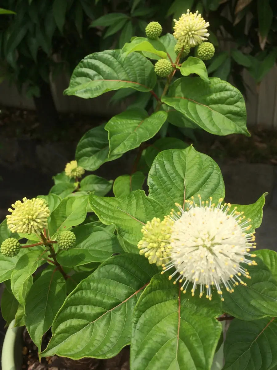 谷渡りの木｜タニワタリノキのそだレポ（栽培レポート）by花椿