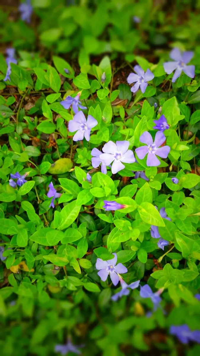 カワイイ花｜そだレポ（栽培レポート）byあかりんこ｜みんなの趣味の園芸