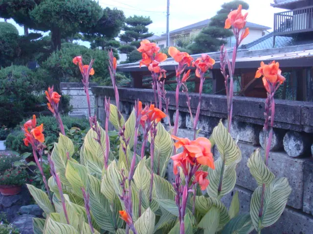 カンナ ベンガルタイガー -球根植物