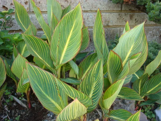 カンナ ベンガルタイガー -球根植物