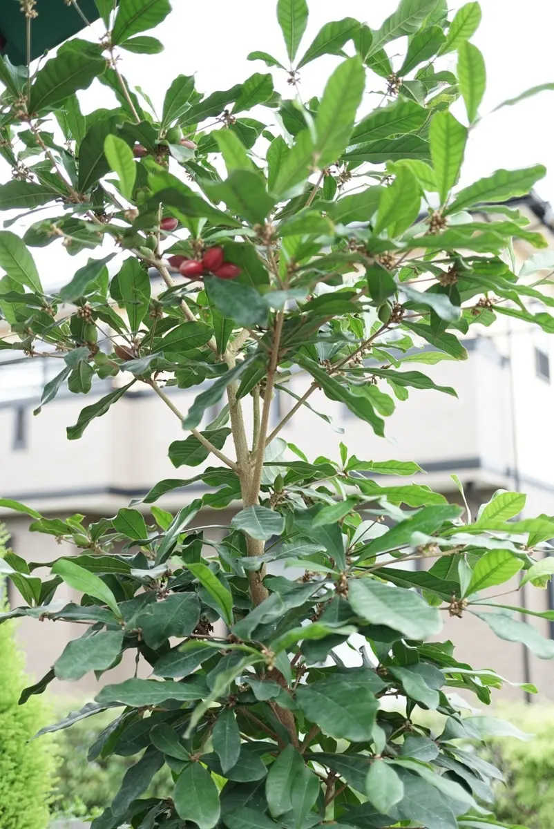 ミラクルフルーツ苗 ミラクルフルーツ苗 6号鉢入り No.6 熱帯植物の販売店「花育