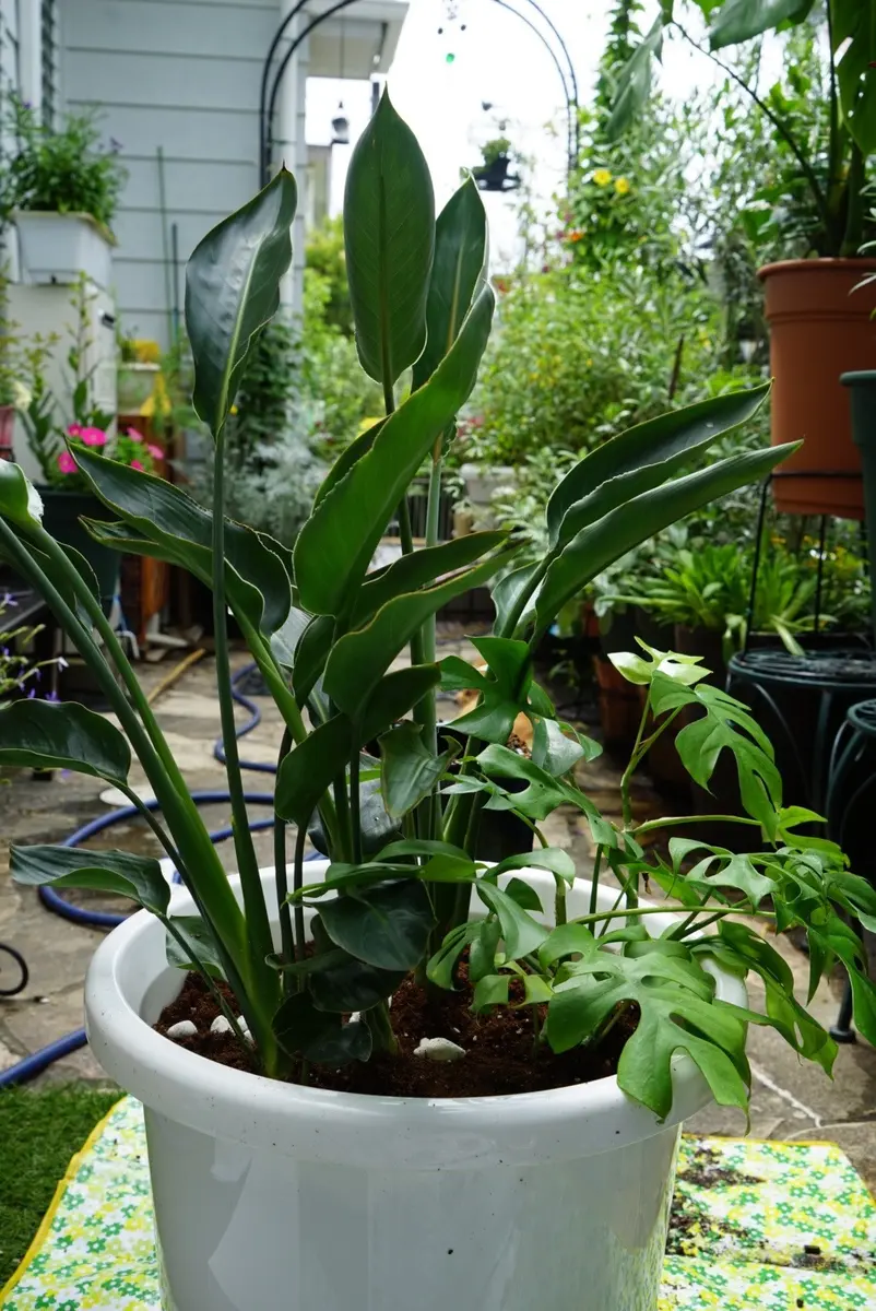 ストレリチア　レギネ開花中株 ストレリチア レギネ(極楽鳥花) 【観葉植物 8号鉢／1個売り