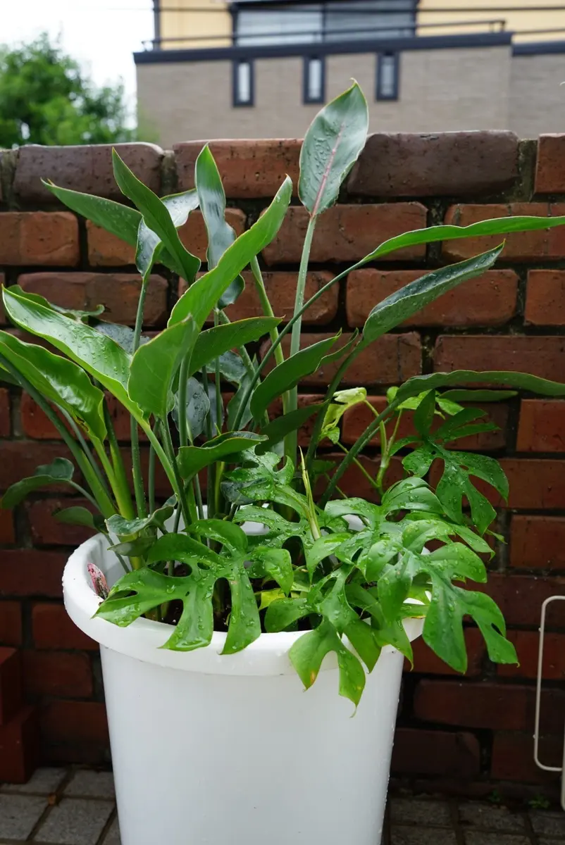 ストレチアレギネを開花させたい｜そだレポ（栽培レポート）by