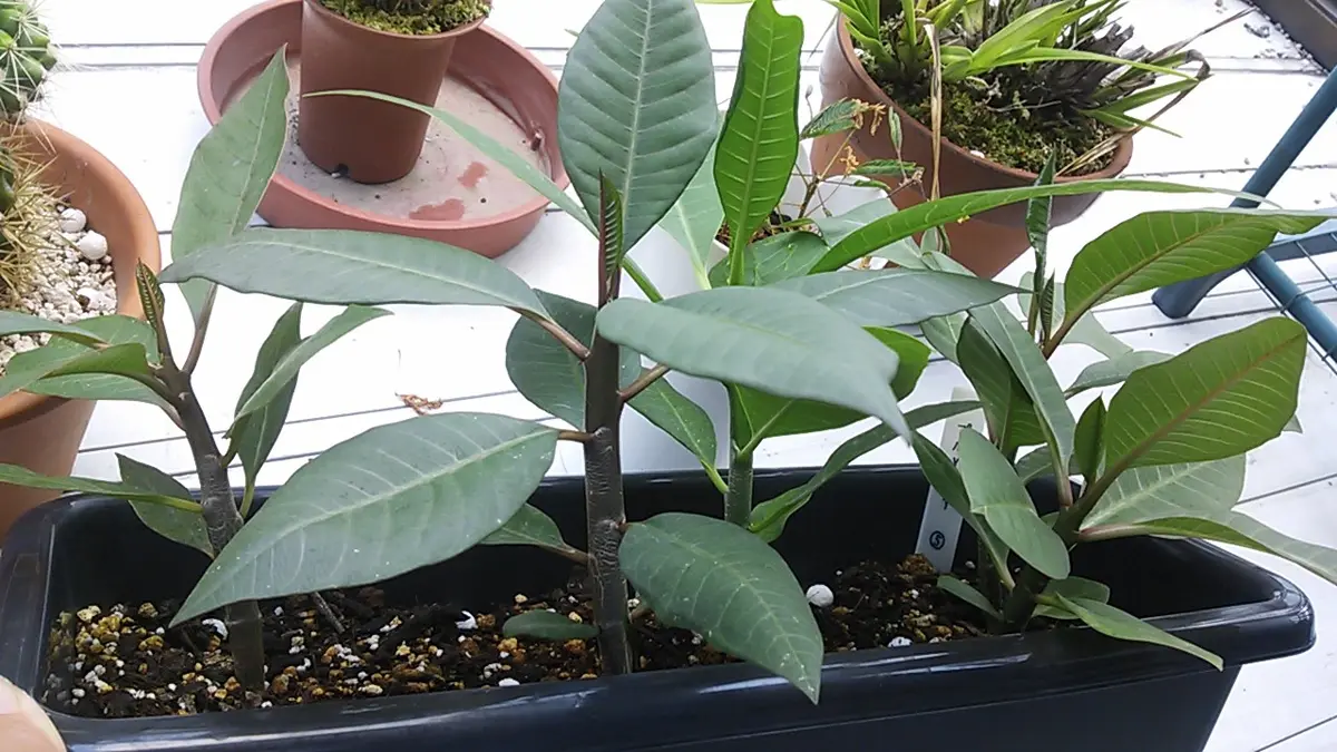 咲くか？プルメリア（実生）｜そだレポ（栽培レポート）byくりクリ