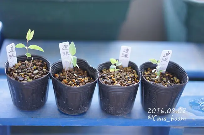 クレマチス這沢種から栽培｜そだレポ（栽培レポート）byそらまめ