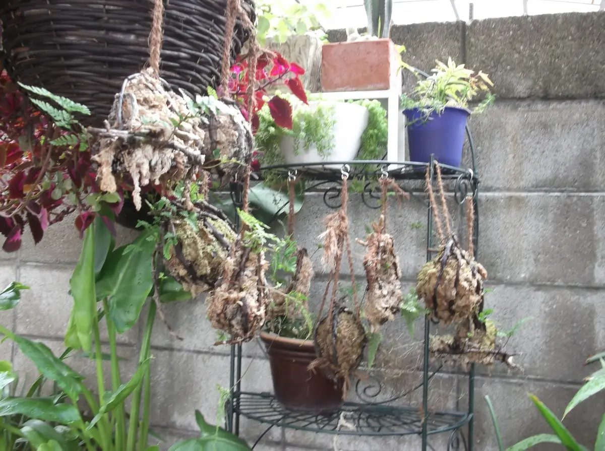 釣り忍｜そだレポ（栽培レポート）byhikomaro｜みんなの趣味の園芸