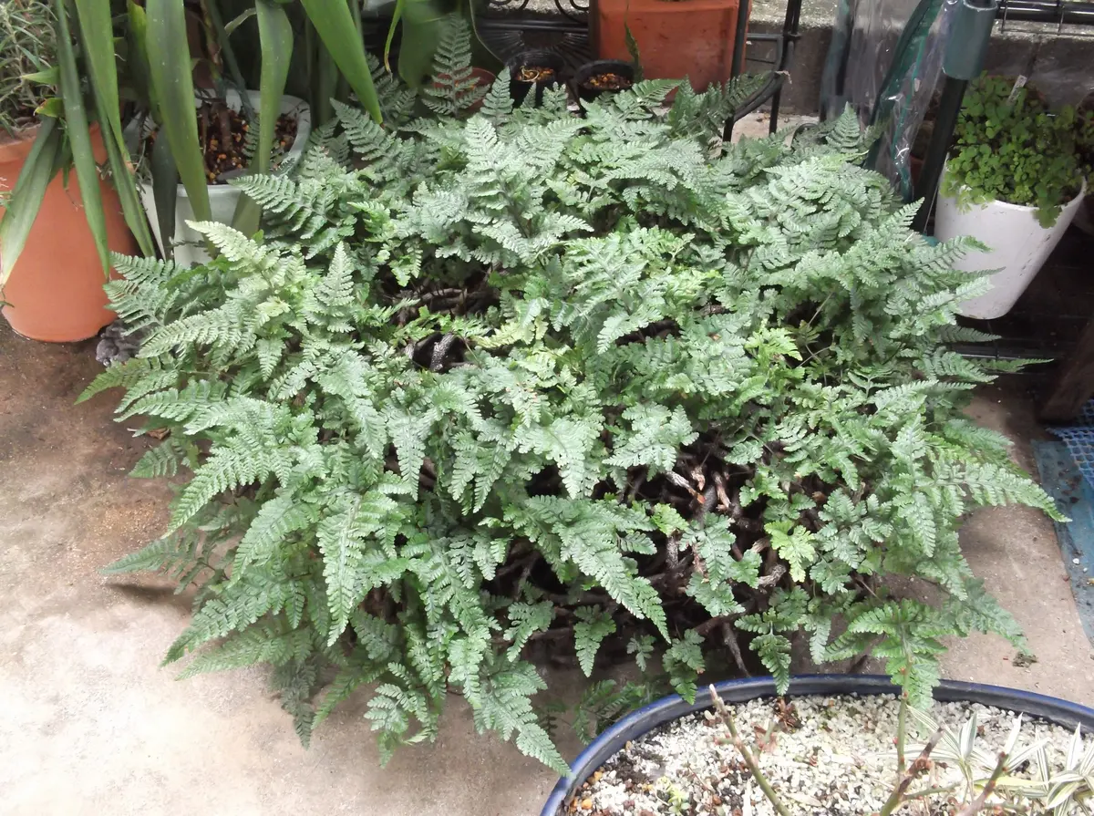 観葉植物　釣り忍　☆☆☆☆☆☆☆ 釣り忍｜そだレポ（栽培レポート）byhikomaro｜みんなの趣味の園芸