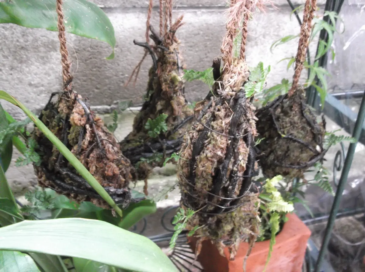 釣り忍｜そだレポ（栽培レポート）byhikomaro｜みんなの趣味の園芸