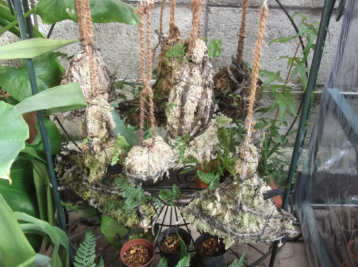 釣り忍｜そだレポ（栽培レポート）byhikomaro｜みんなの趣味の園芸