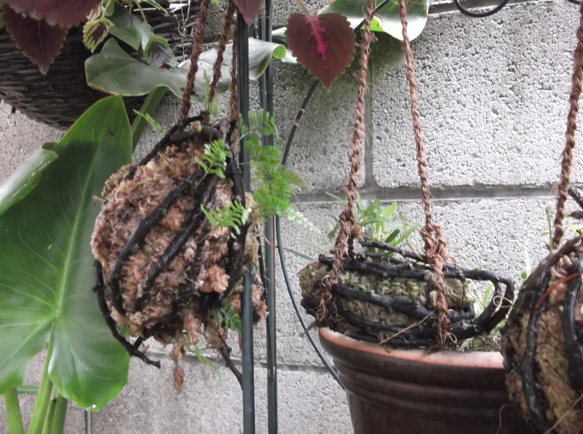 観葉植物　釣り忍　☆☆☆☆☆☆☆ 楽天市場】＼風鈴付き／「つりしのぶ」（吊りしのぶ 吊りさげ つりさげ