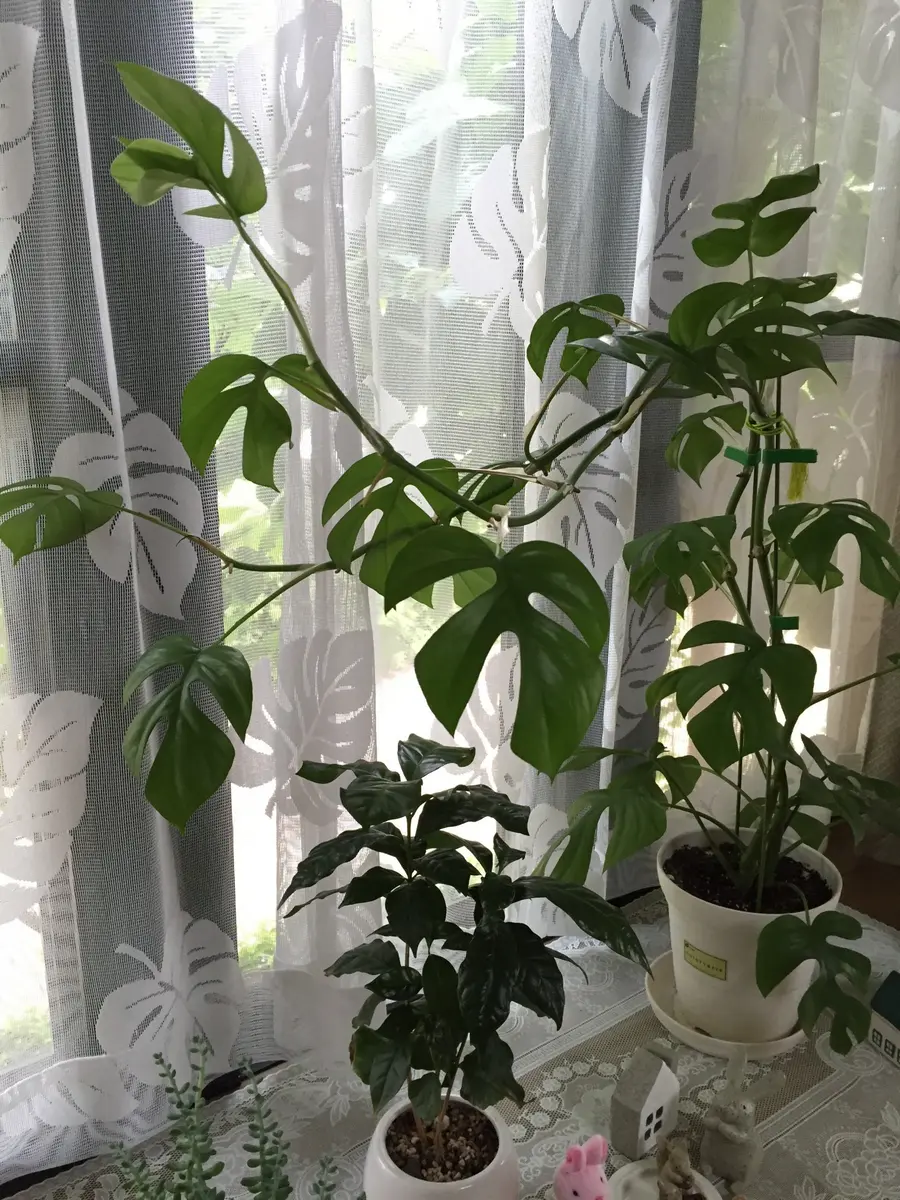 2015～2020姫モンステラは、母姫モンステラになれる？｜そだレポ（栽培  