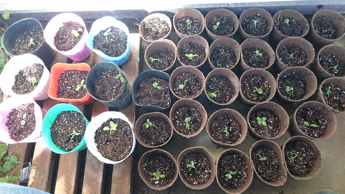 種からストック育ててみる｜そだレポ（栽培レポート）by美帆｜みんなの