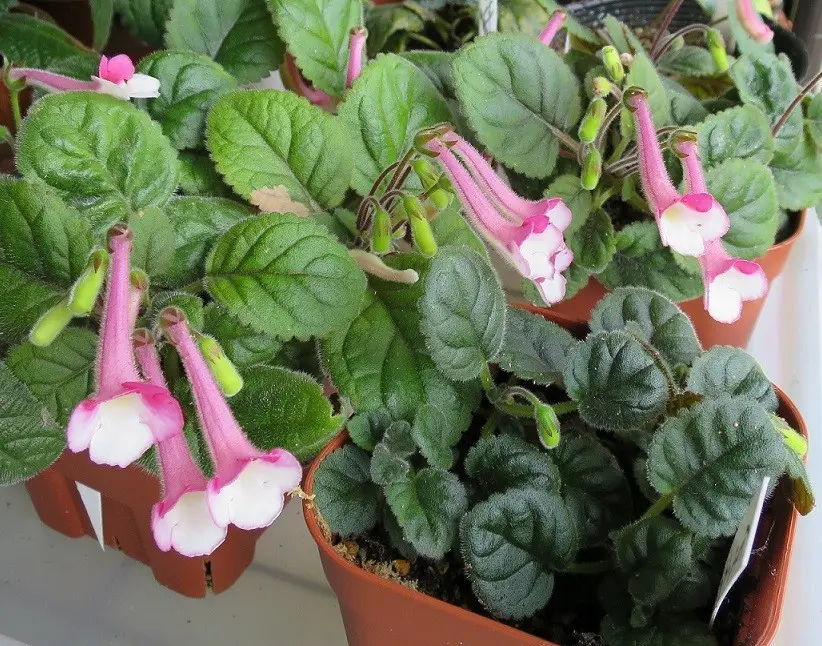 シンニンギア（ミニチュア）｜そだレポ（栽培レポート）byNIS