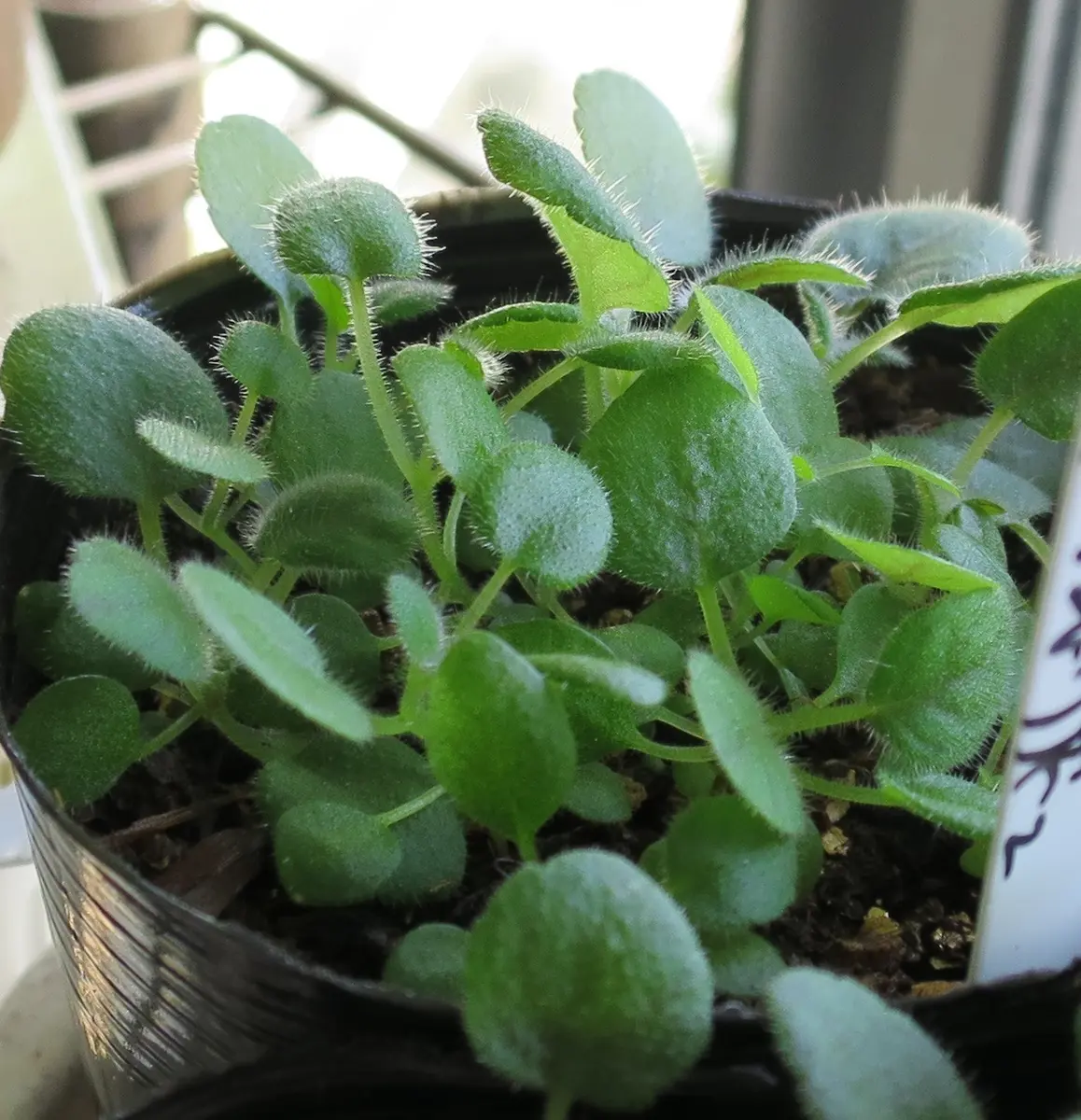 シンニンギア（ミニチュア）｜そだレポ（栽培レポート）byNIS