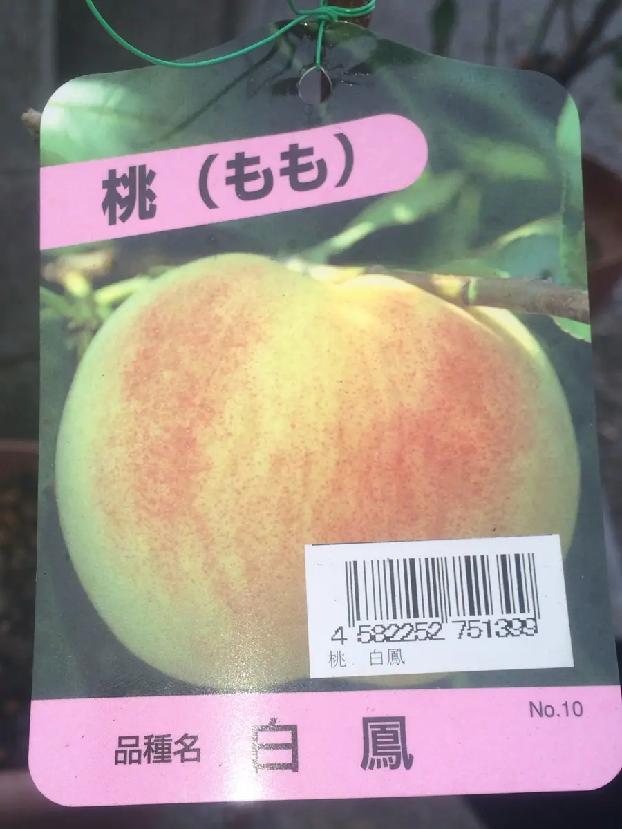 初めての桃｜そだレポ（栽培レポート）byマグちゃん｜みんなの趣味の園芸
