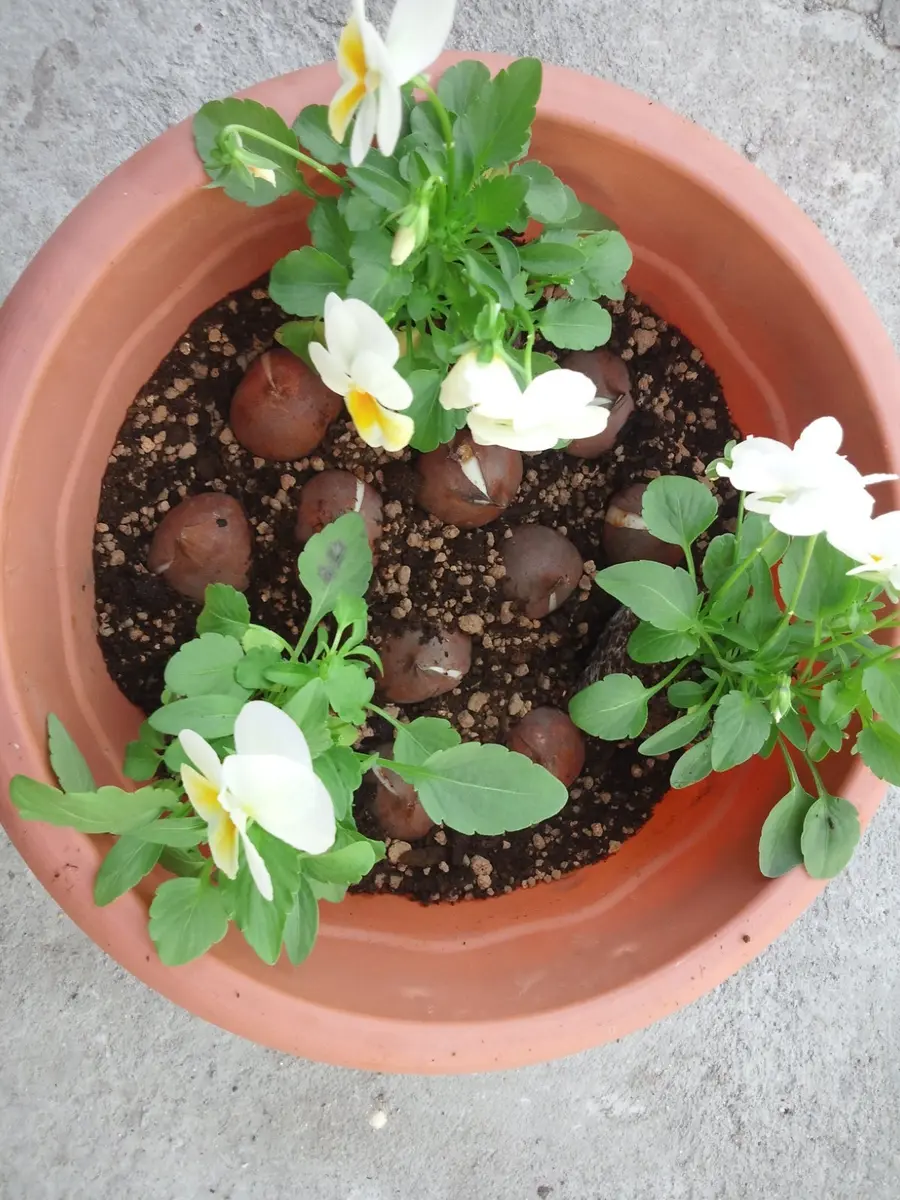 ミニチューリップとビオラの寄せ植え｜そだレポ（栽培レポート）by