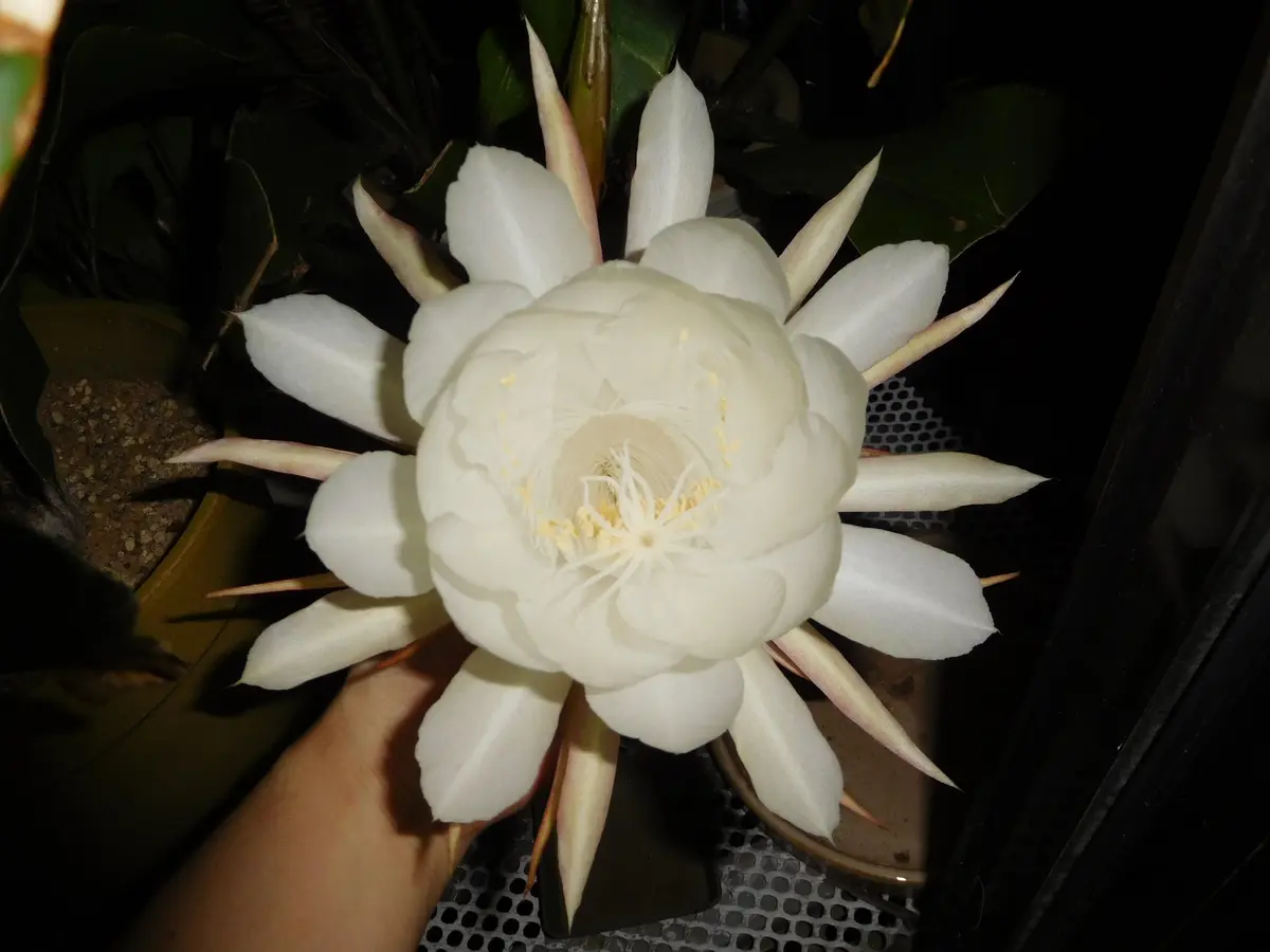 多肉植物 クジャクサボテン　花火 (挿し穂) 多肉植物 クジャクサボテン花火 (挿し穂)