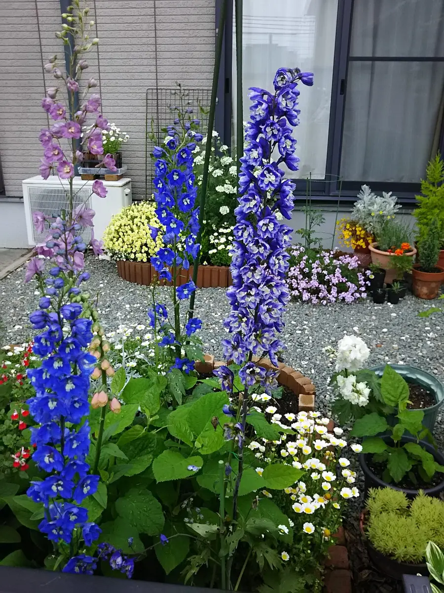 種まきから始めたデルフィニウム｜そだレポ（栽培レポート）byyotsuba