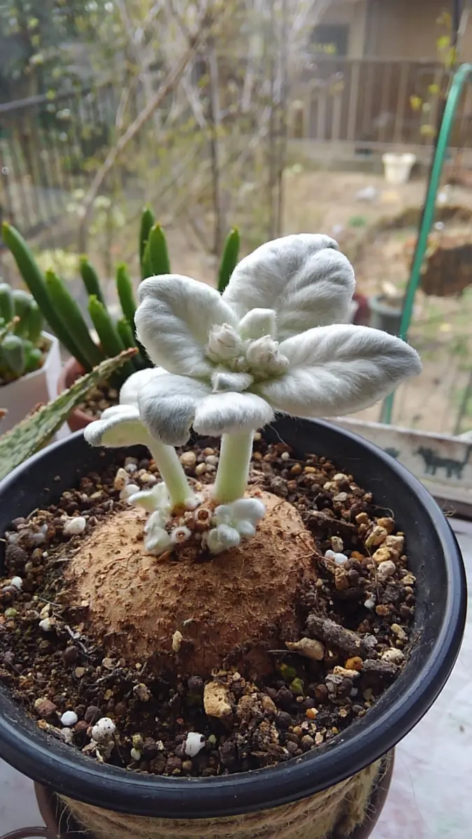 シンニンギア：レウコトリカ（断崖の女王）2.5号鉢植え の通販