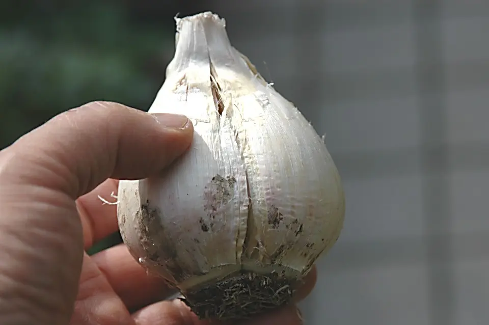 三度のギガンチューム｜そだレポ（栽培レポート）byジャカランダ