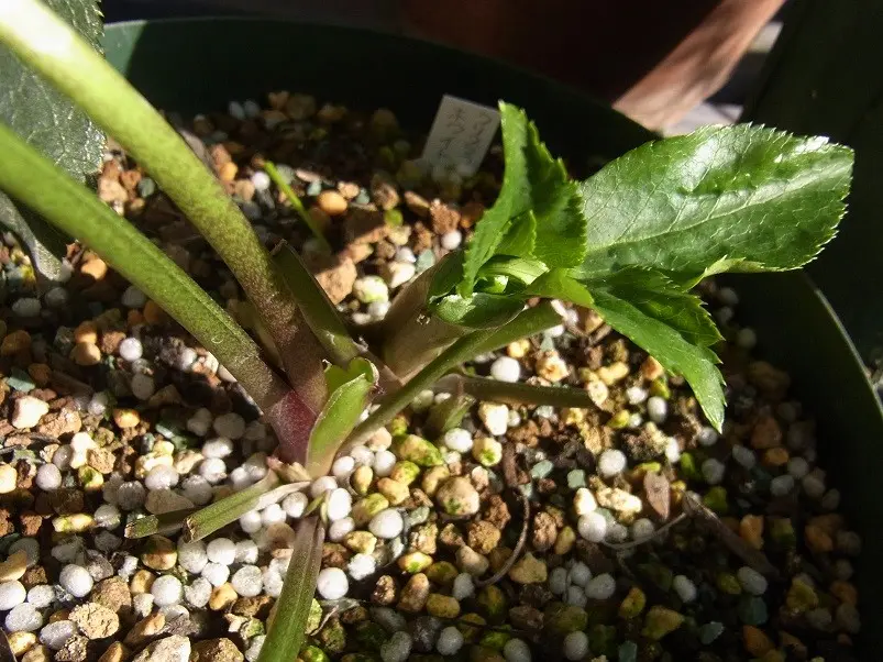 ダブルホワイト糸ピコティ｜そだレポ（栽培レポート）by友理｜みんなの