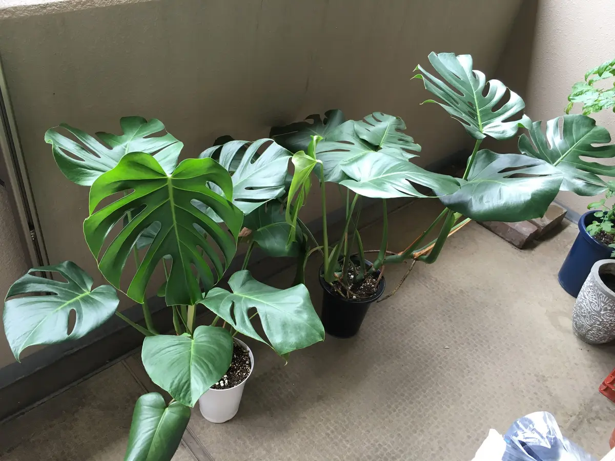 巨大モンステラ 素敵な鉢もつけて