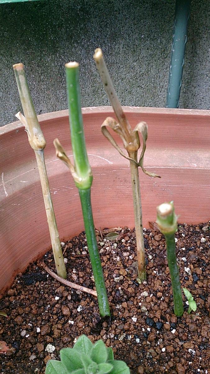 カーネーション の 挿し木
