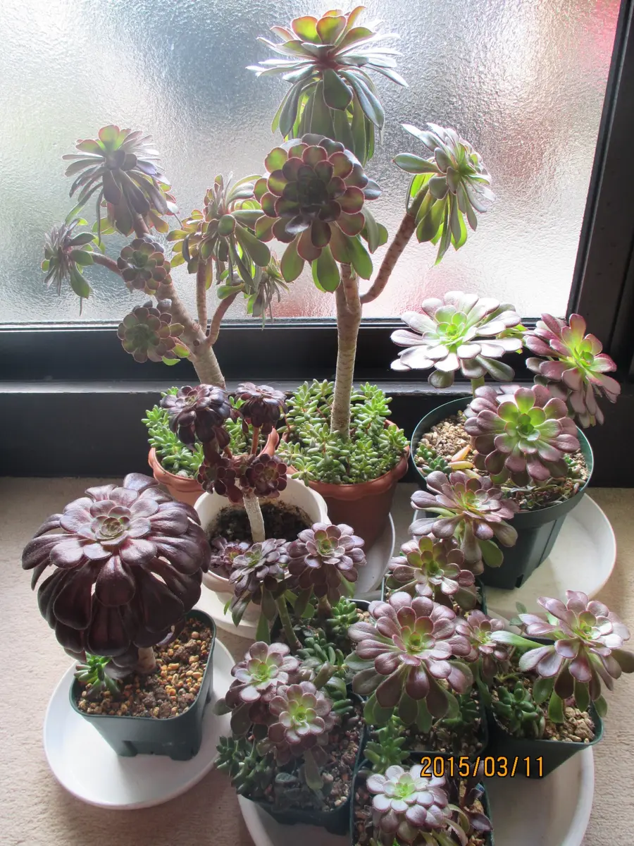 黒法師 | 多肉植物図鑑 | みんなで多肉