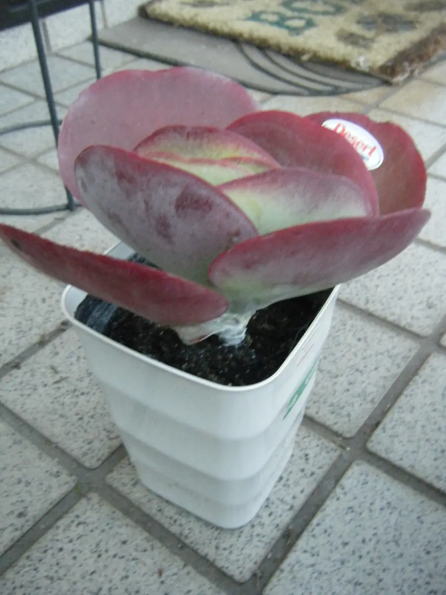 デザートローズの記録｜そだレポ（栽培レポート）by山鹿のまっちゃん