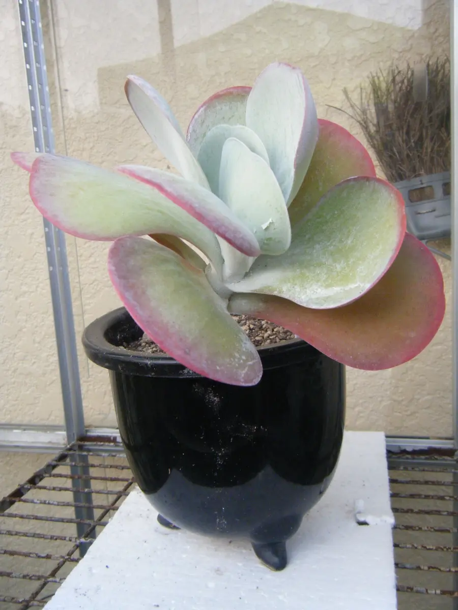 デザートローズの記録｜そだレポ（栽培レポート）by山鹿のまっちゃん