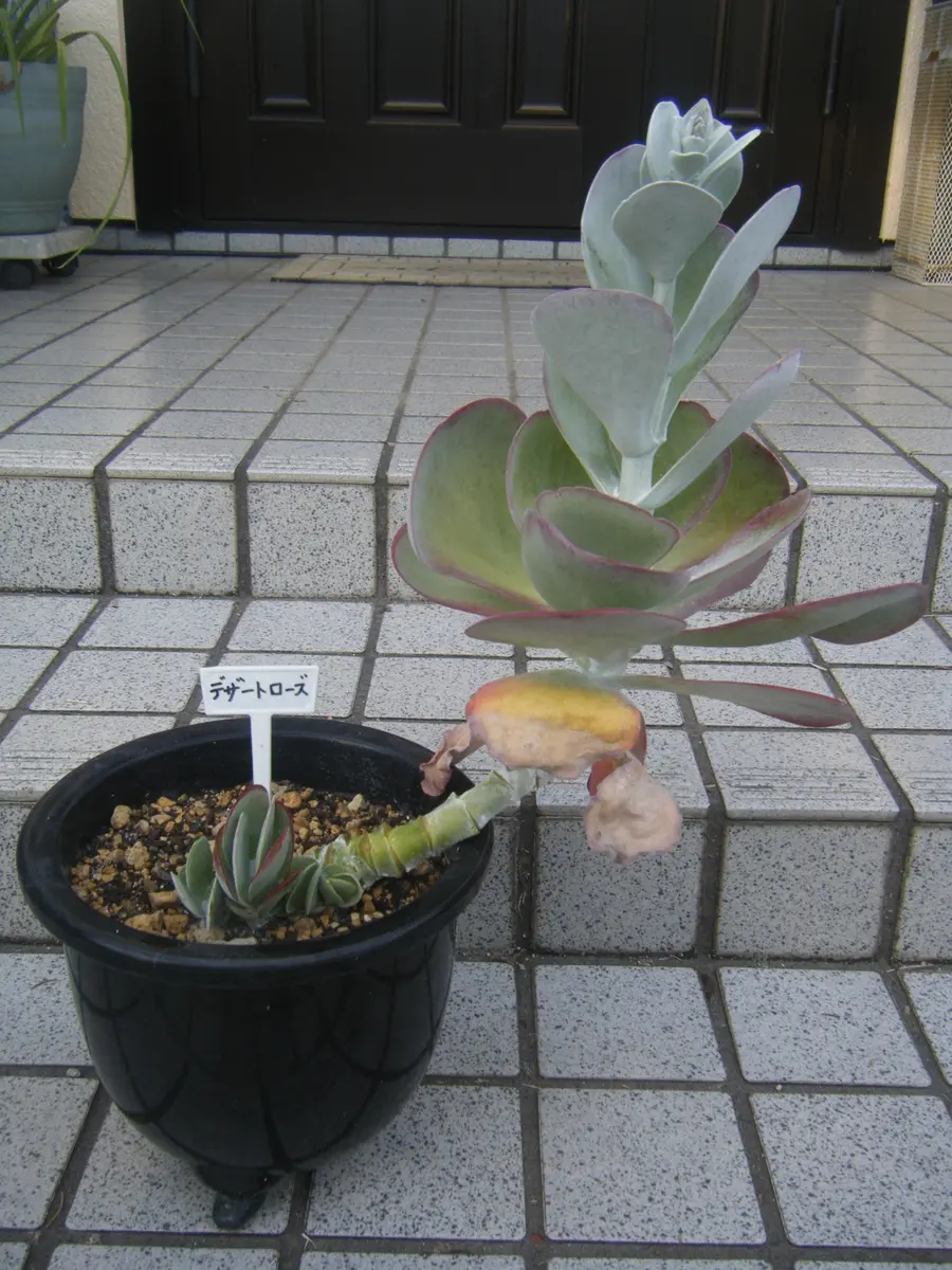 デザートローズの記録｜そだレポ（栽培レポート）by山鹿のまっちゃん