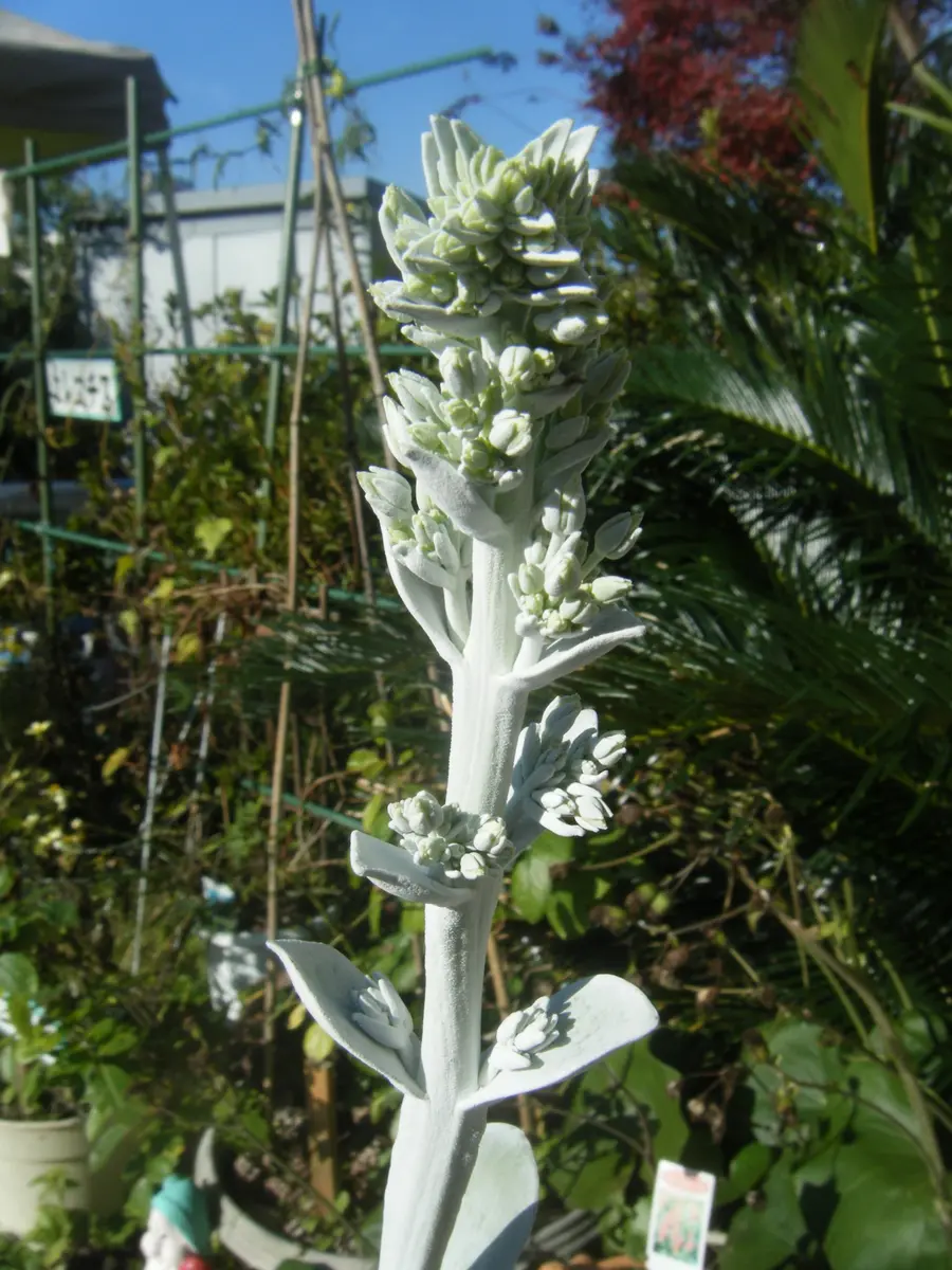 ①デザートローズ　大 楽天市場】【お試し】 デザートローズ（唐印） 4号 白色 プラスチック