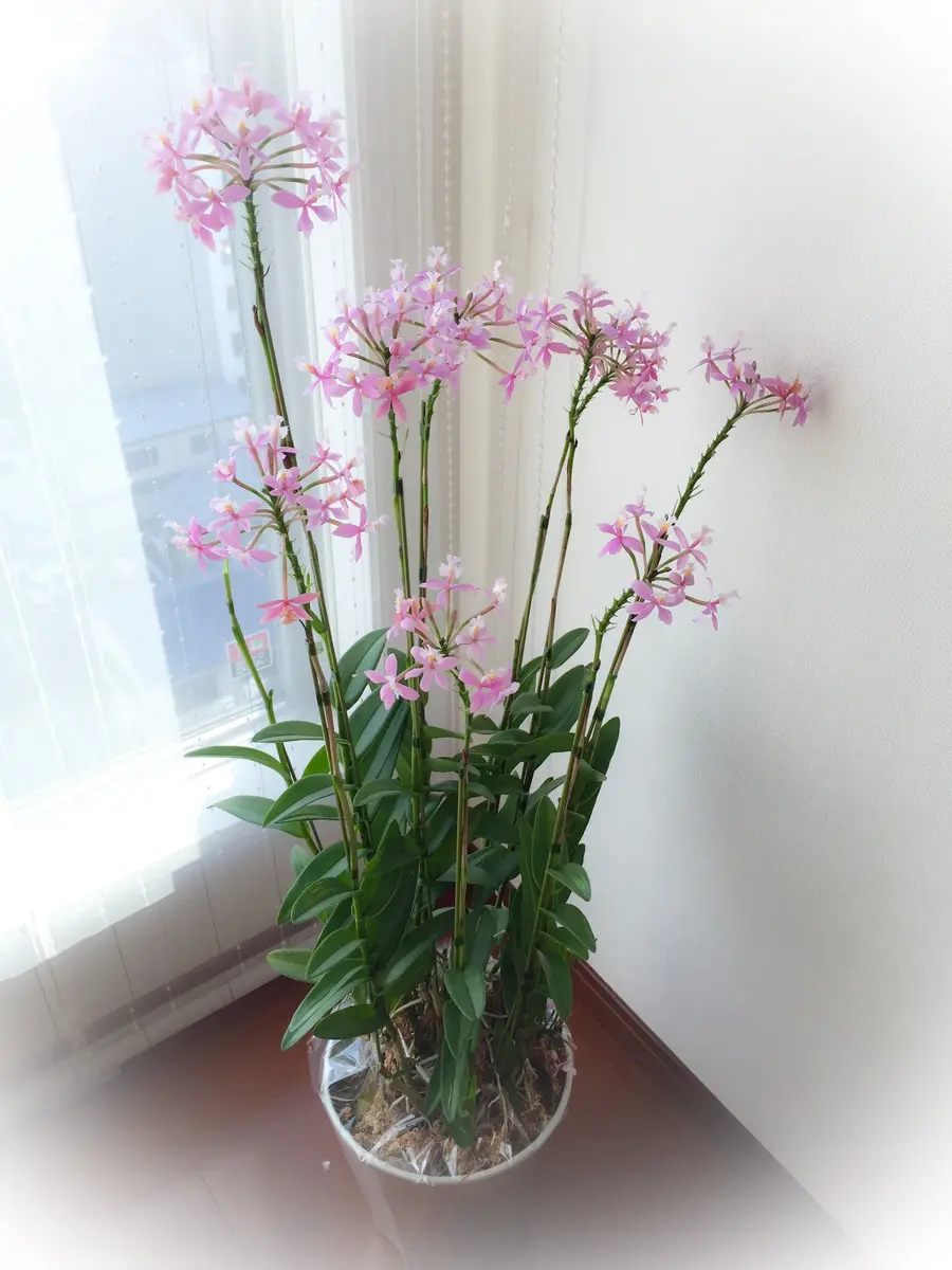 エピデンドラム　数年株 Epidendrum kockii 高山系のエピデンドラム #2025年植物写真供養