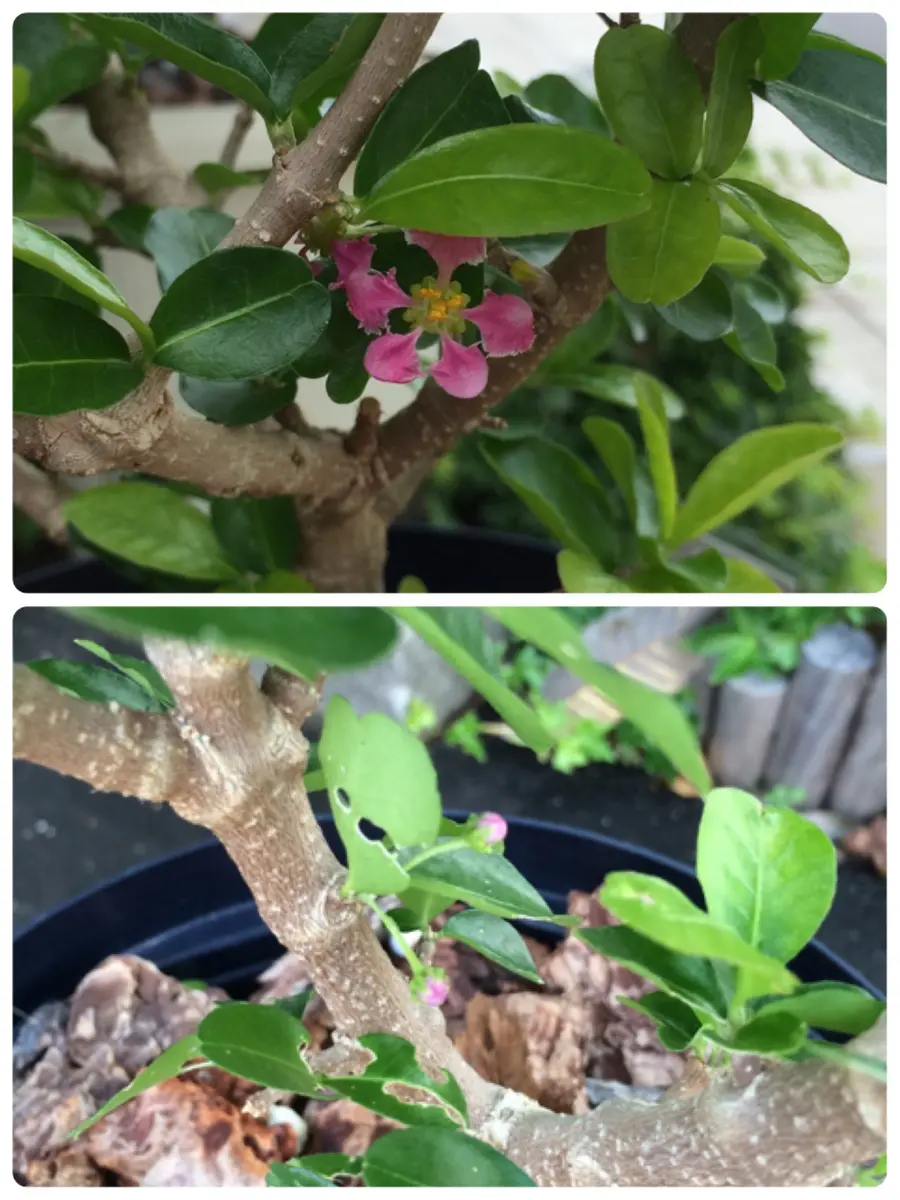 アセロラ｜そだレポ（栽培レポート）by花椿｜みんなの趣味の園芸