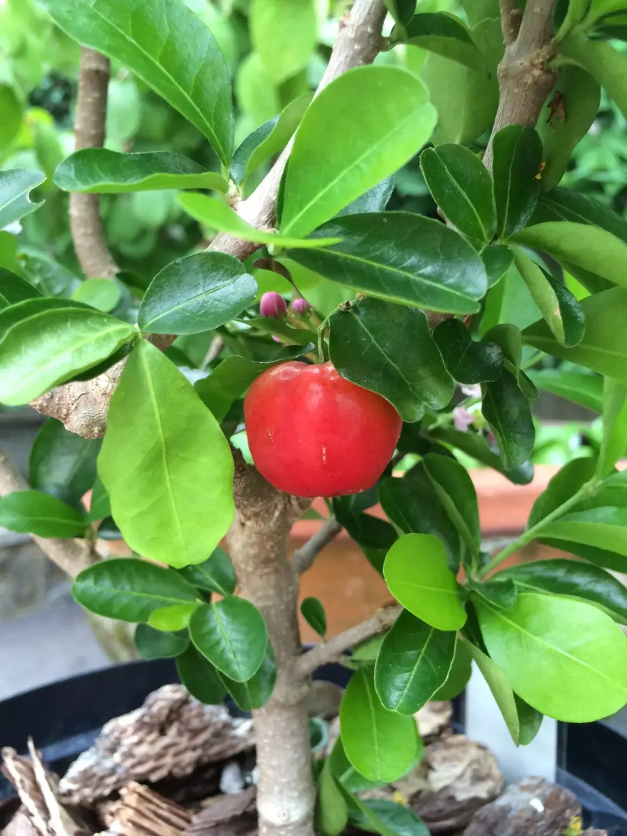 アセロラ｜そだレポ（栽培レポート）by花椿｜みんなの趣味の園芸