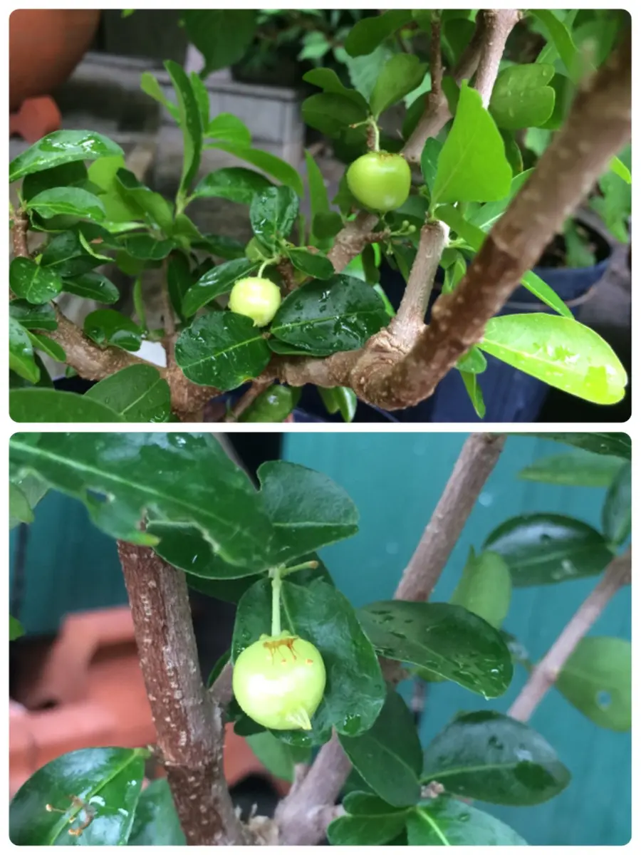 ✨✨✨姫アセロラ【涼盆栽◎美らさん】検/アセロラ/めんそーれ価格サービス品 アセロラ｜そだレポ（栽培レポート）by花椿｜みんなの趣味の園芸