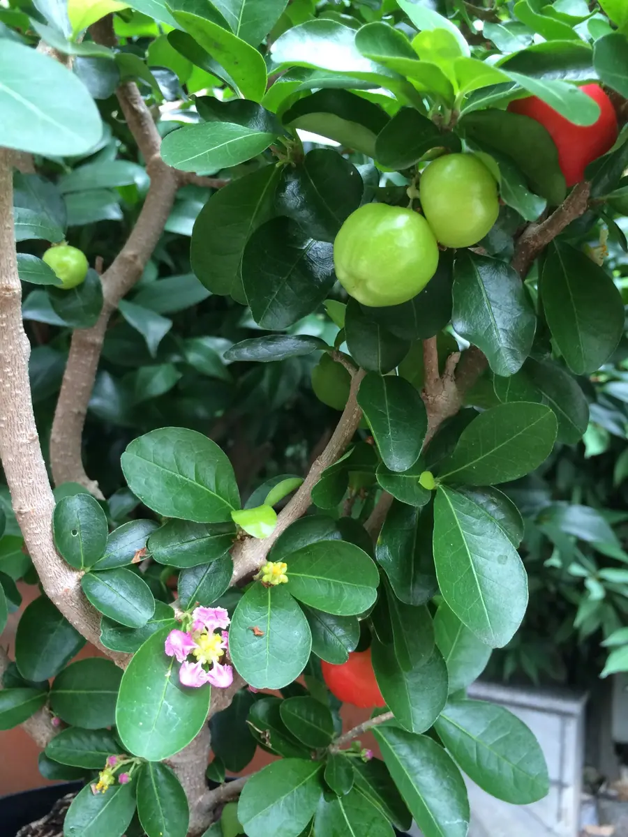 アセロラ｜そだレポ（栽培レポート）by花椿｜みんなの趣味の園芸