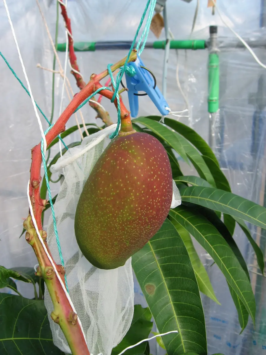 沖縄特産マンゴー　３７３０ｇ　ＥＭ栽培