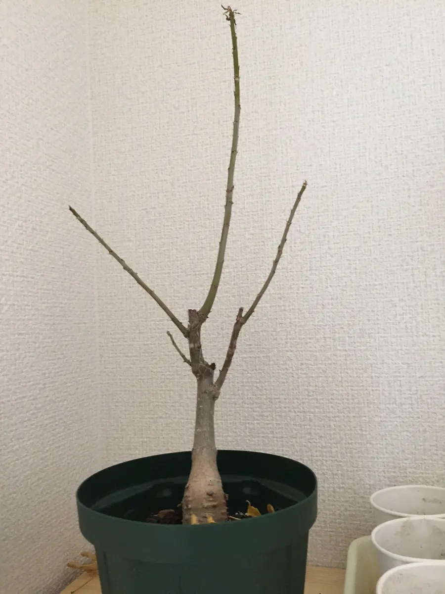 バオバブ5年物 fit=scale-down,w=1200