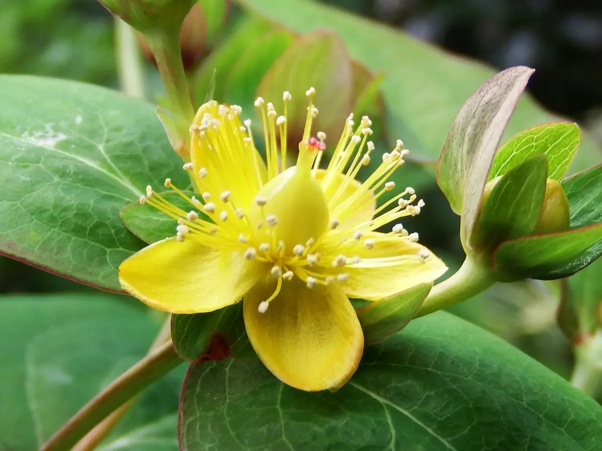 ヒペリカムを挿し木して花と実を楽しむ｜そだレポ（栽培レポート）by