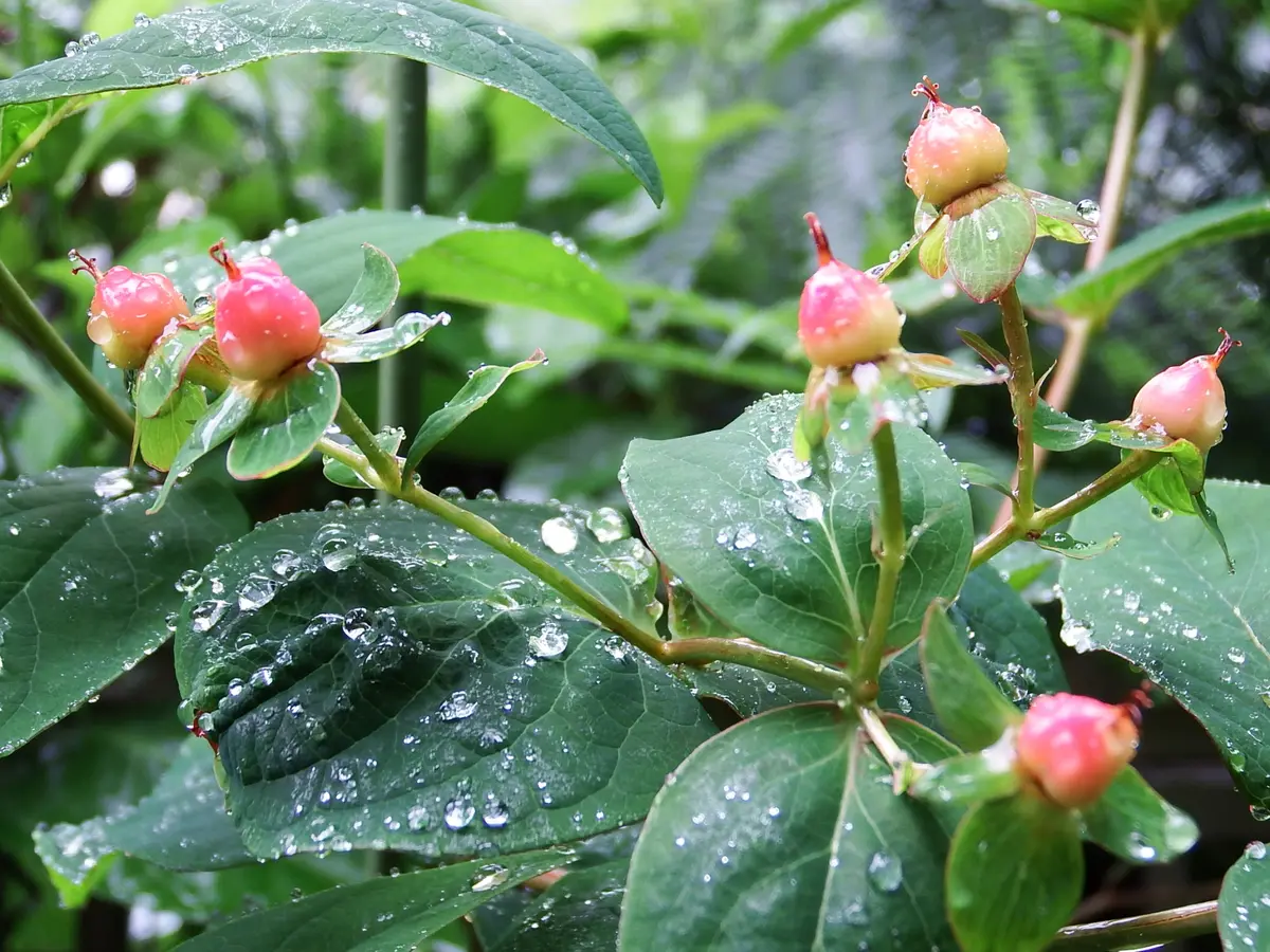 ヒペリカム　オーガニック　苗　赤い実 ヒペリカム オーガニック 苗 赤い実 ヒペリカム オーガニック 苗 赤い実