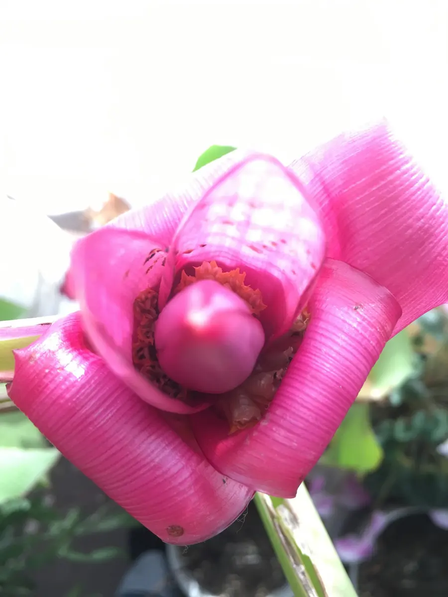 アケビバナナ　ピンクのバナナ苗 楽天市場】バナナ 苗 アケビバナナ 10.5cmポット かわいいピンクの