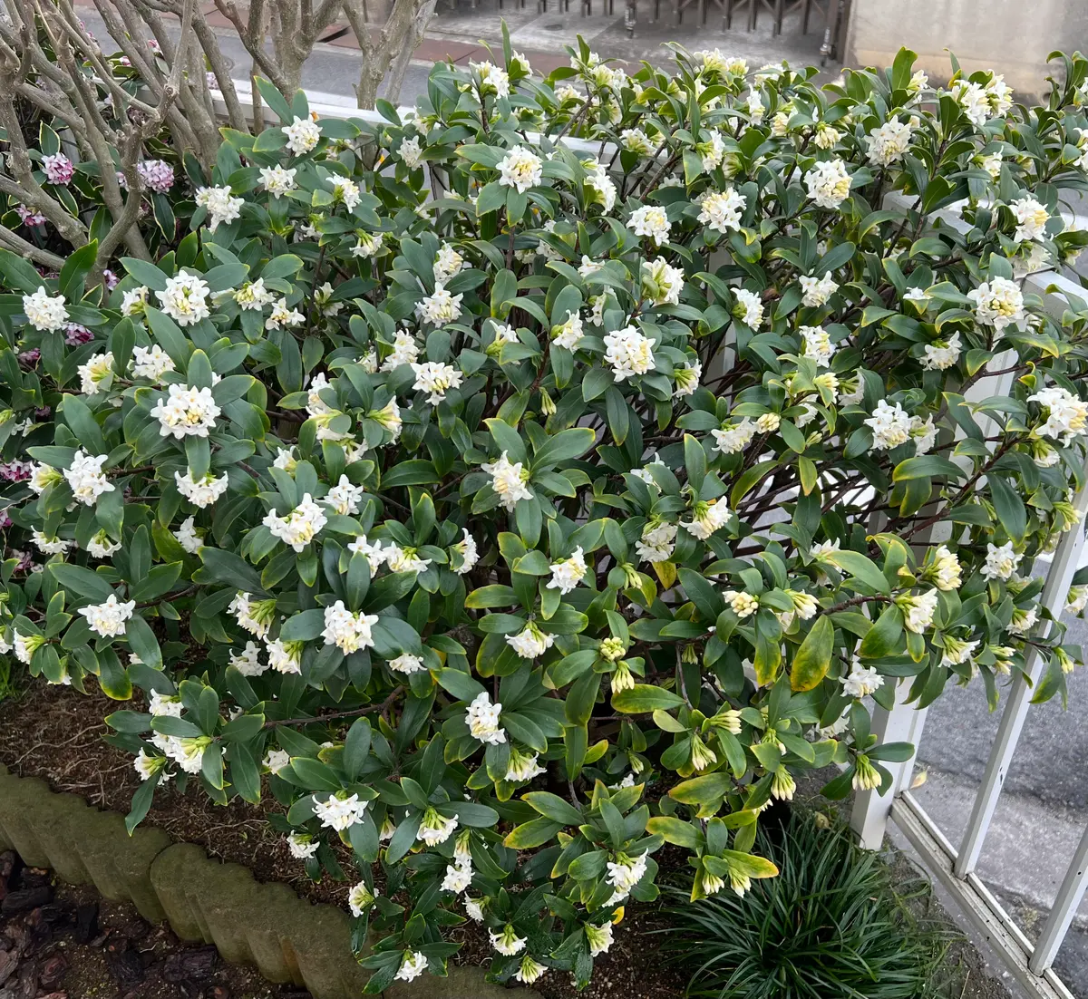 沈丁花ページ② 1519673962_ace9fb65ae274aa5f99