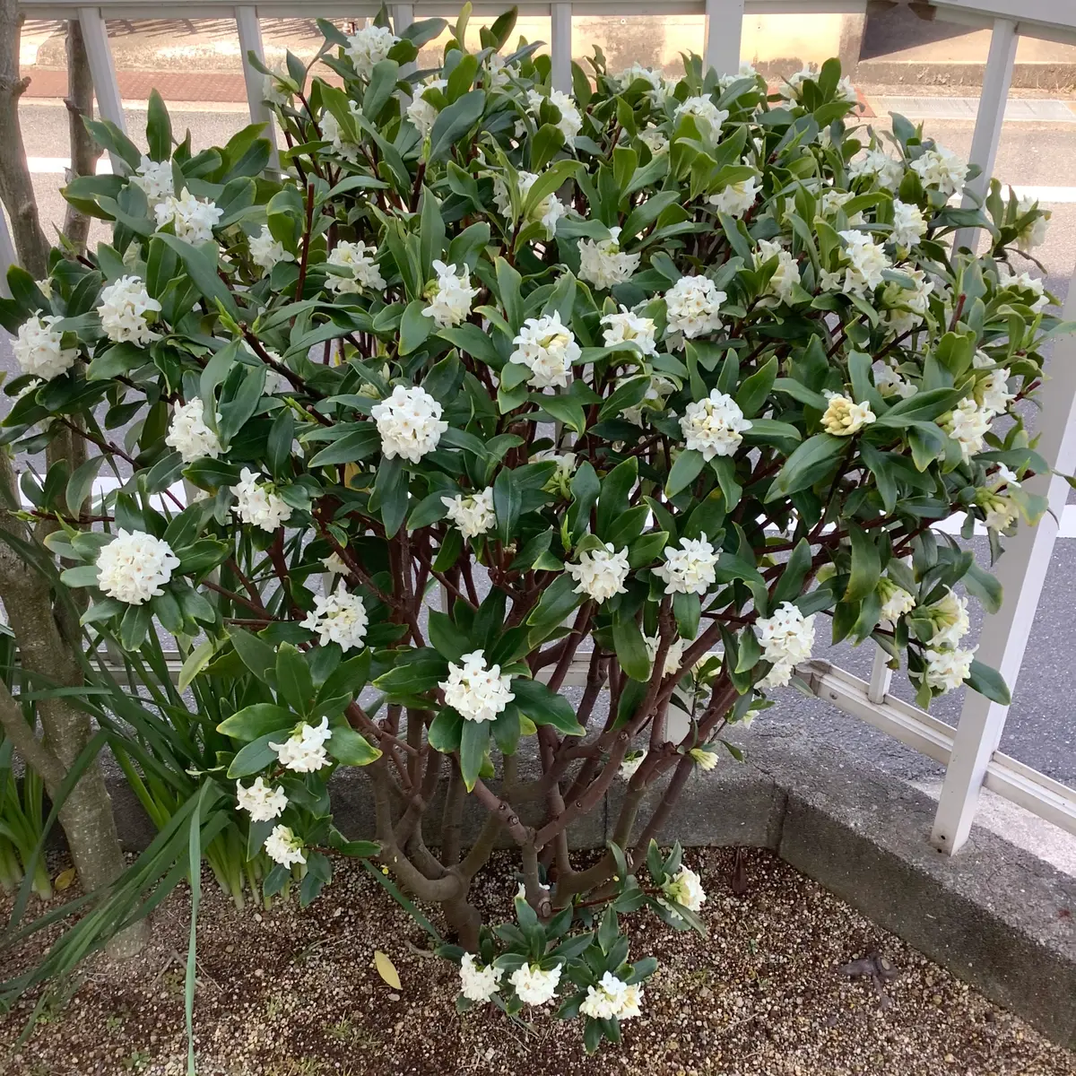 沈丁花ページ④ img_cache_q_42602_1_1742205659