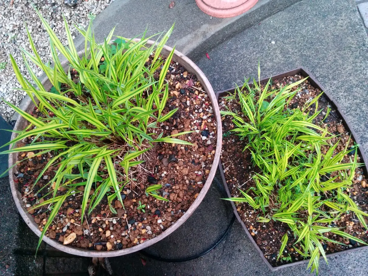 フウチソウ｜そだレポ（栽培レポート）byツクツク｜みんなの趣味の園芸