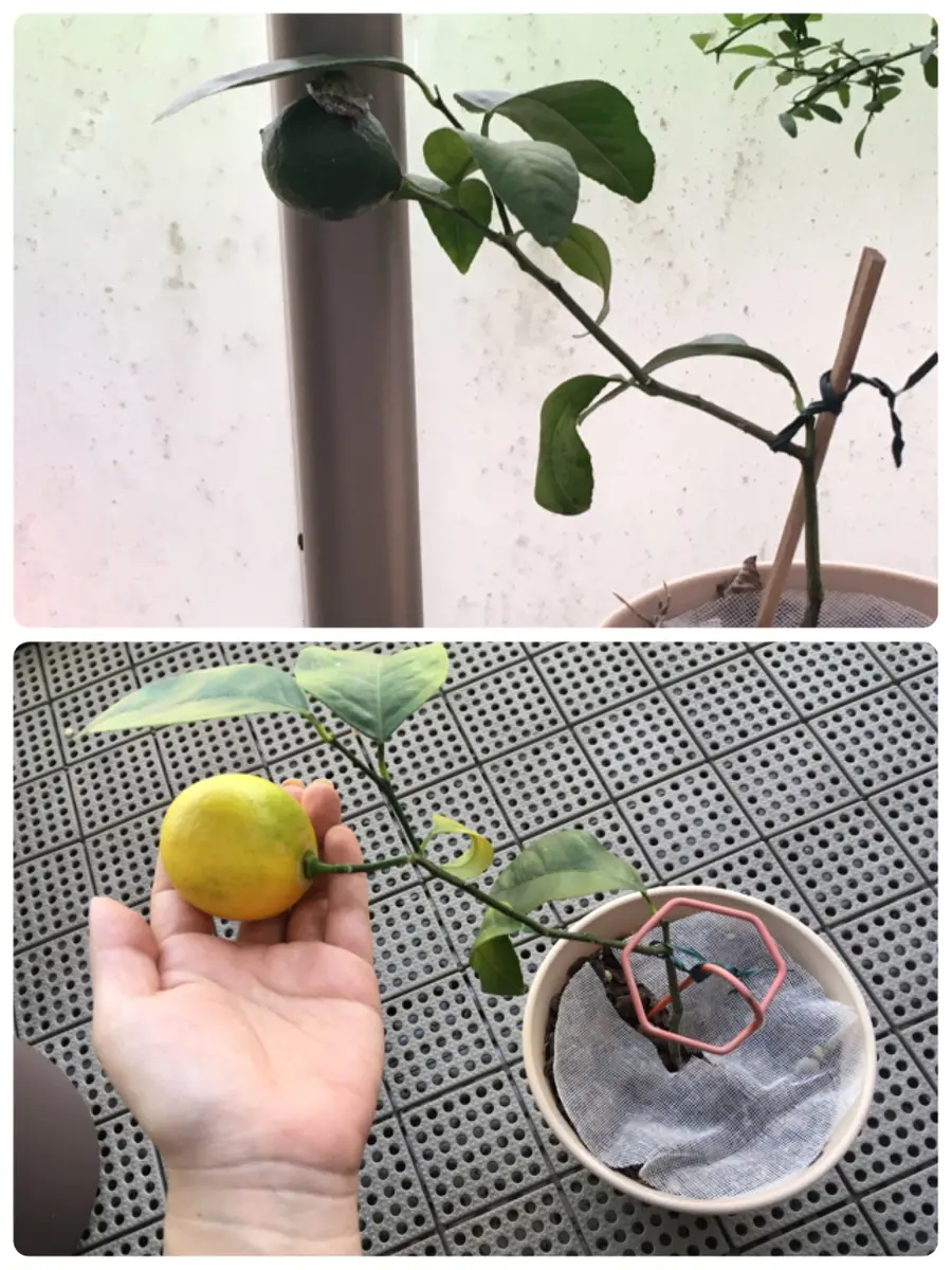 無農薬 レモングラス 抜き苗 3本 無農薬 レモングラス 抜き苗 3本 【公式通販】