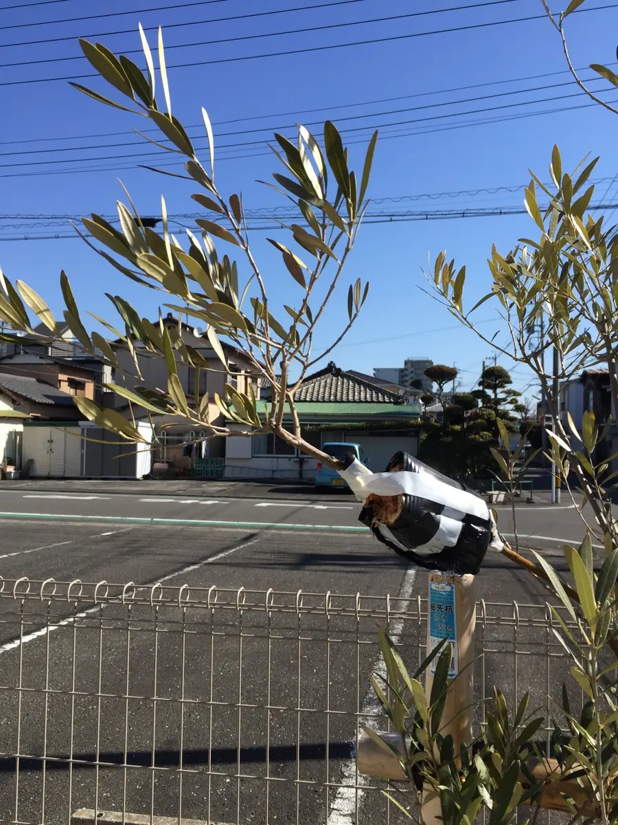 シンボルツリーのオリーブから取り木｜そだレポ（栽培レポート）by